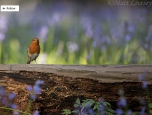 Swangleys Farm Robin